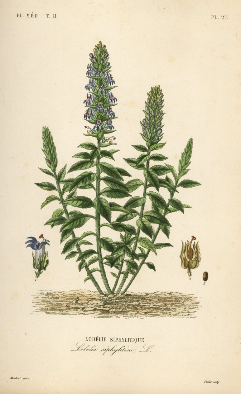 Lobelia niebieska, Lobelia siphilitica, Lobelia siphilitica, Lobelia syphilitique autorstwa Unbekannt