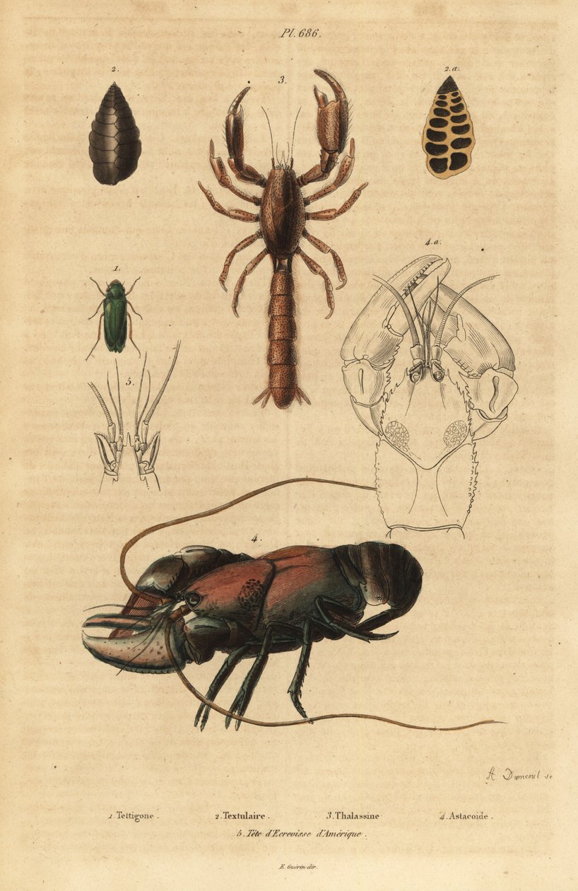 Świerszcz zielony wielki, Tettigonia viridissima 1, otwornice, Bannerella gibbosa 2, homar błotny skorpion, Thalassina anomala 3, raki, Astacus goudotii 4 i głowa raków amerykańskich 5 autorstwa Unbekannt