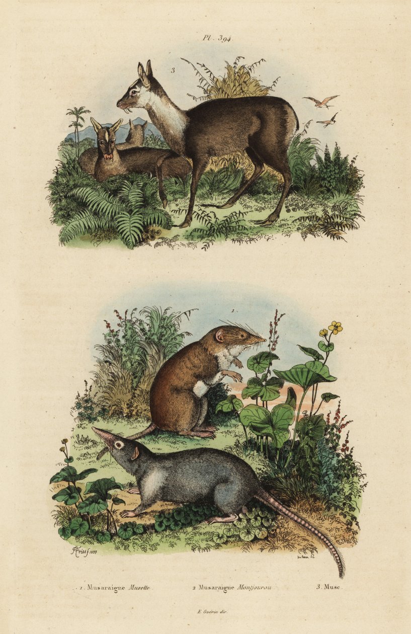 ryjówka białoozębna, Crocidura russula 1, ryjówka szara, Suncus murinus 2 i jeleń piżmowy, Moschus fuscus, zagrożony 3 autorstwa Unbekannt