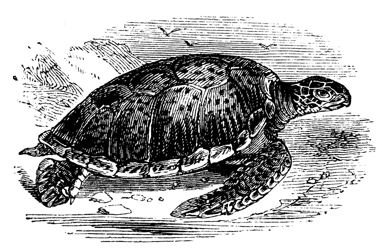 Żółw zielony Chelone mydas, c1890 autorstwa Unbekannt