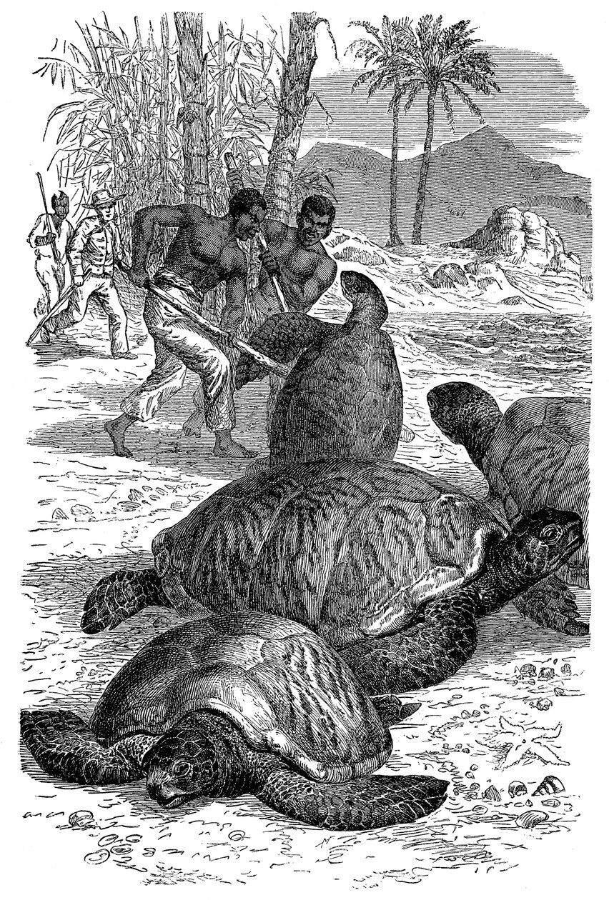 Zielony żółw złapany przez myśliwych, 1884 autorstwa Unbekannt