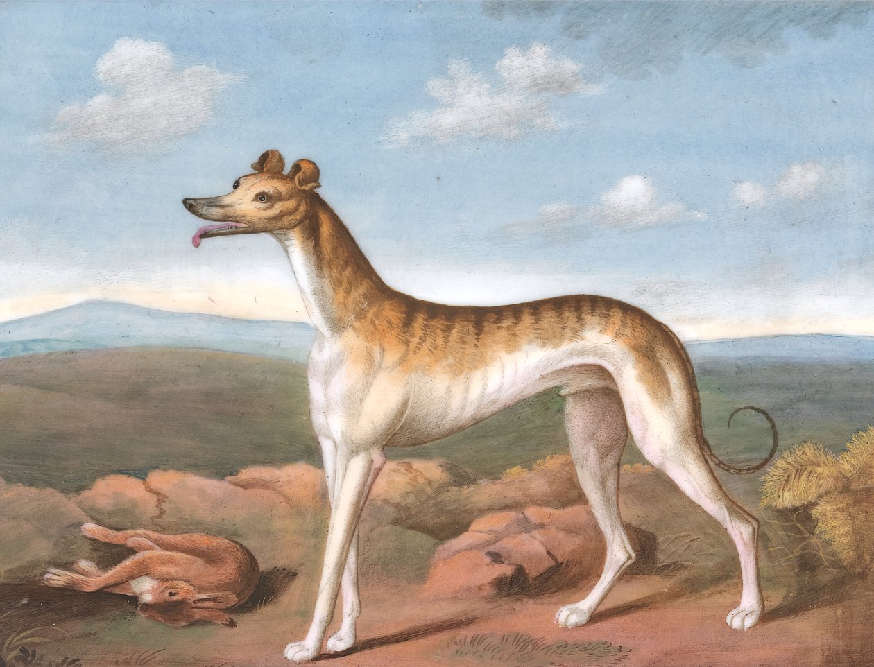 Greyhound: twarzą w lewo, z martwym zająca u jego stóp, ca. 1805. autorstwa Unbekannt
