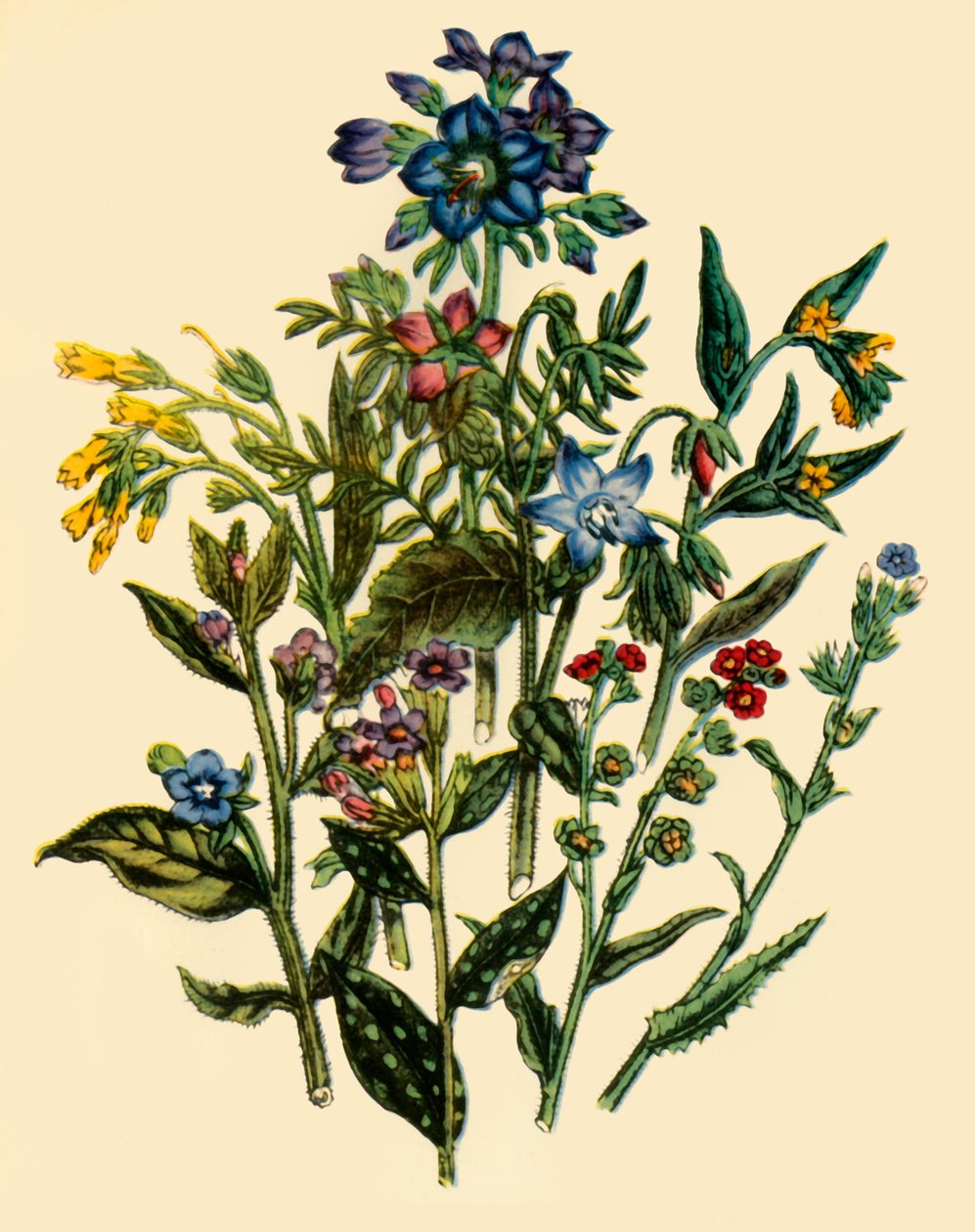 „Grupa z Rodziny Niezapominajek”, 1846, 1944. autorstwa Unbekannt