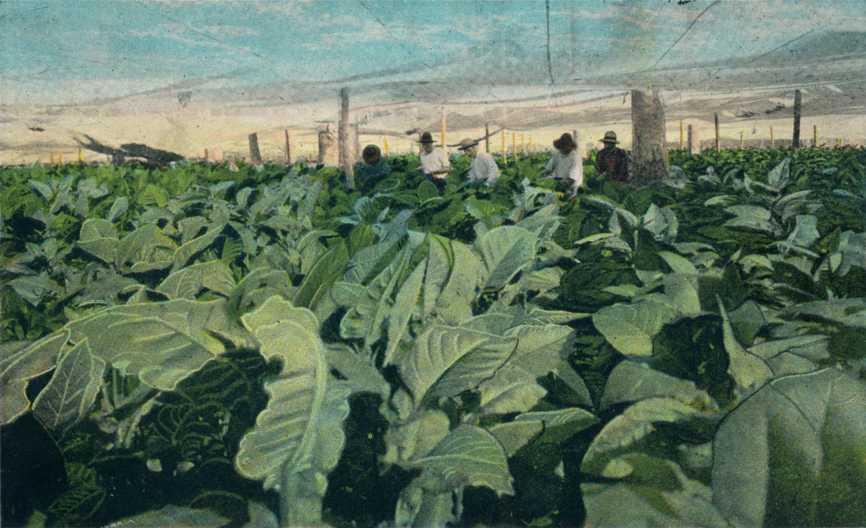 Uprawa tytoniu, Kuba, 1909 autorstwa Unbekannt