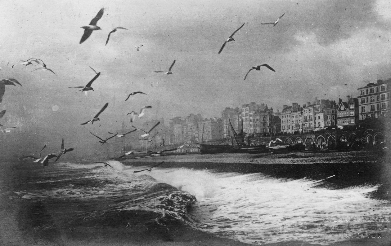 Mewy w Brighton, East Sussex, początek XX wieku autorstwa Unbekannt