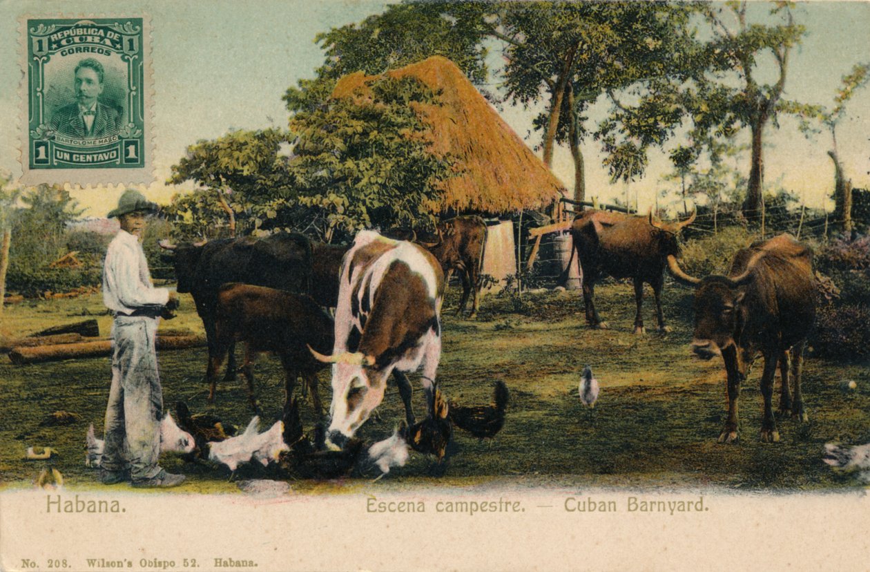 Hawana. Scena wiejska - Podwórko Kubańskie, c1910 autorstwa Unbekannt
