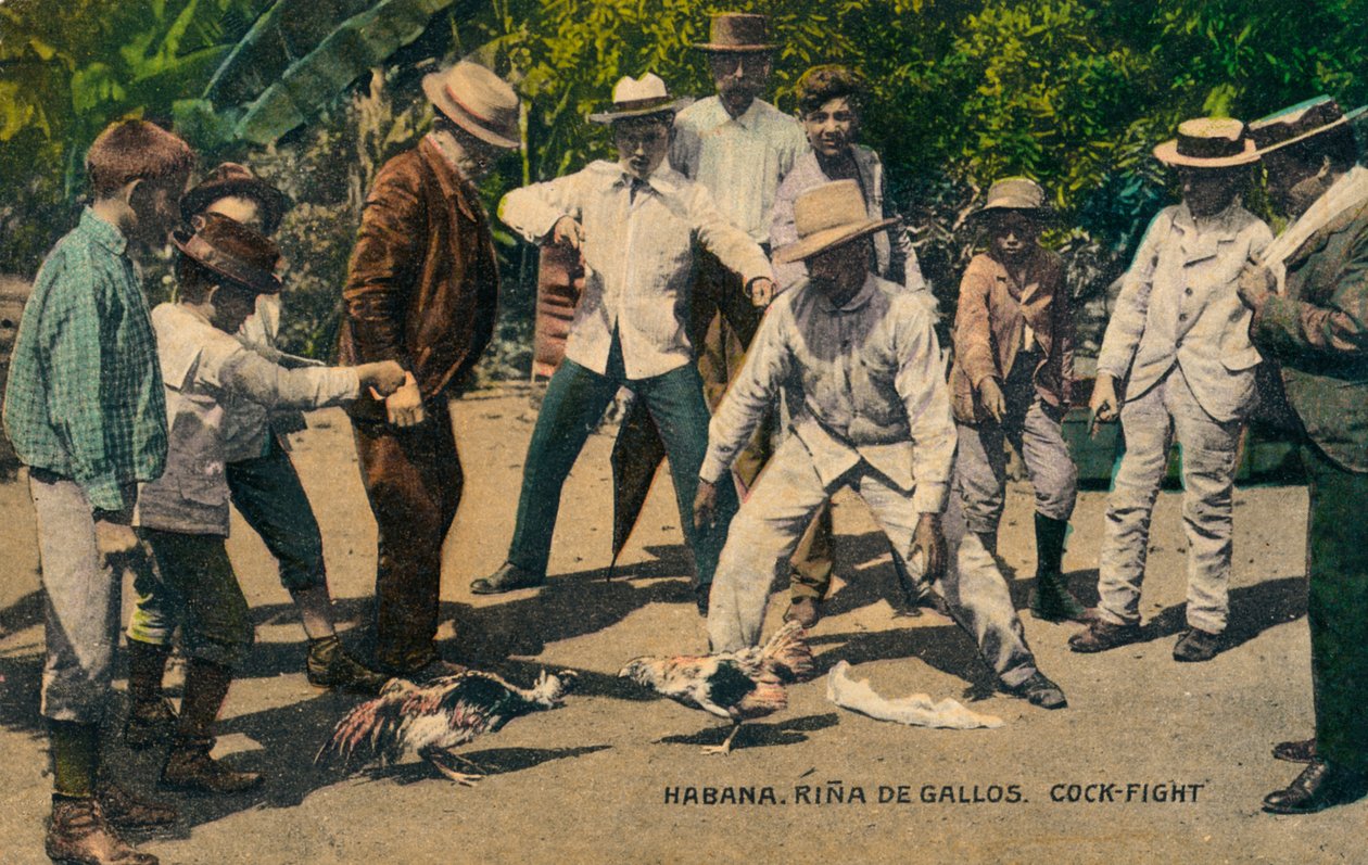 Habana. Rina de Gallos. Walka kogutów, ok. 1900 autorstwa Unbekannt