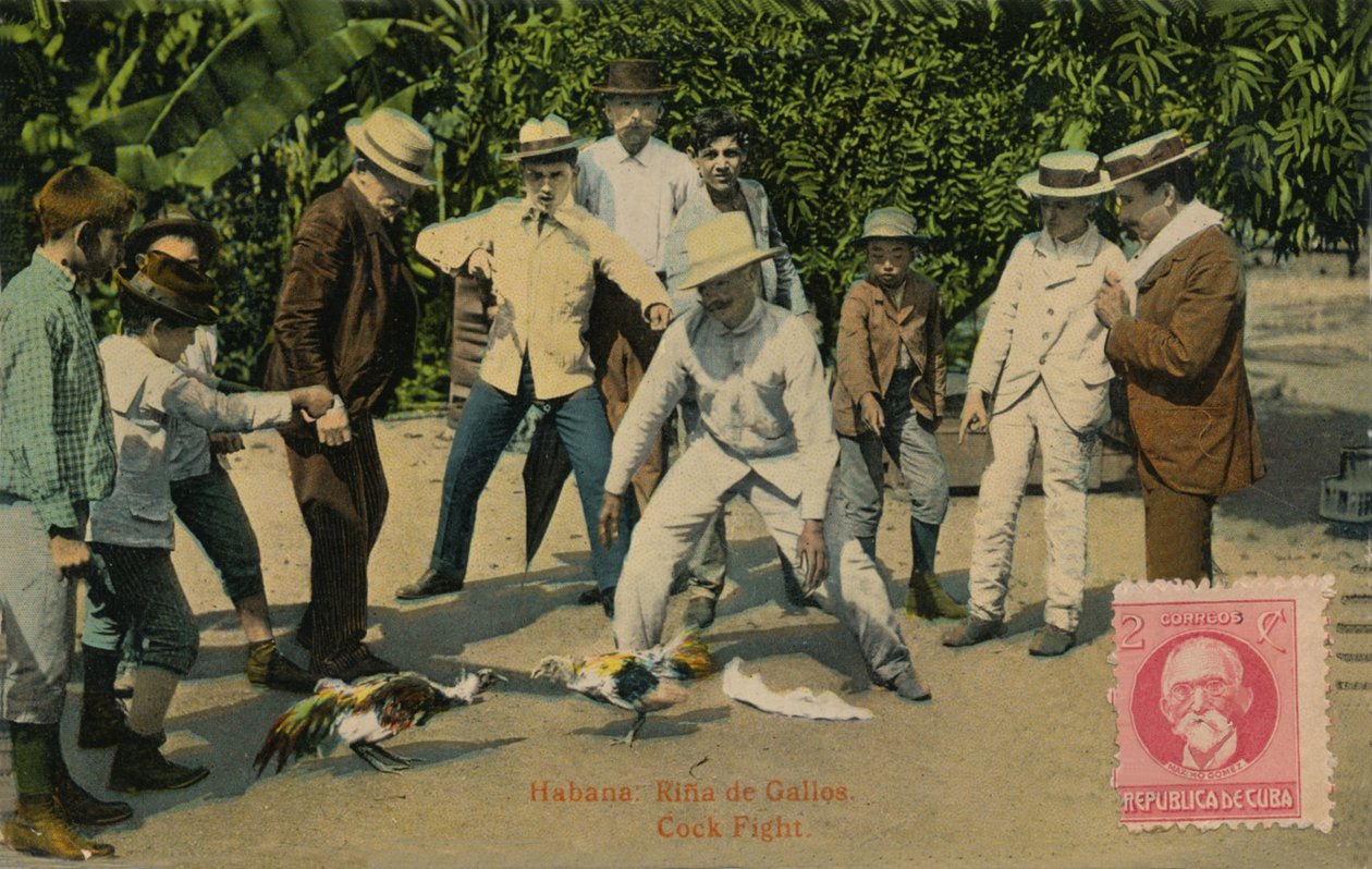 Hawana: Rina de Gallos. Walka kogutów, 1918 autorstwa Unbekannt
