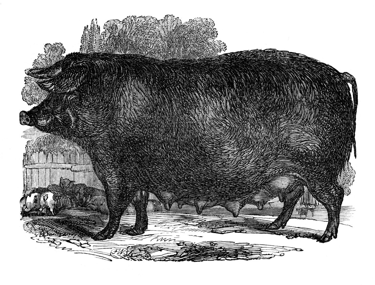 Locha z Hampshire, 1848 autorstwa Unbekannt