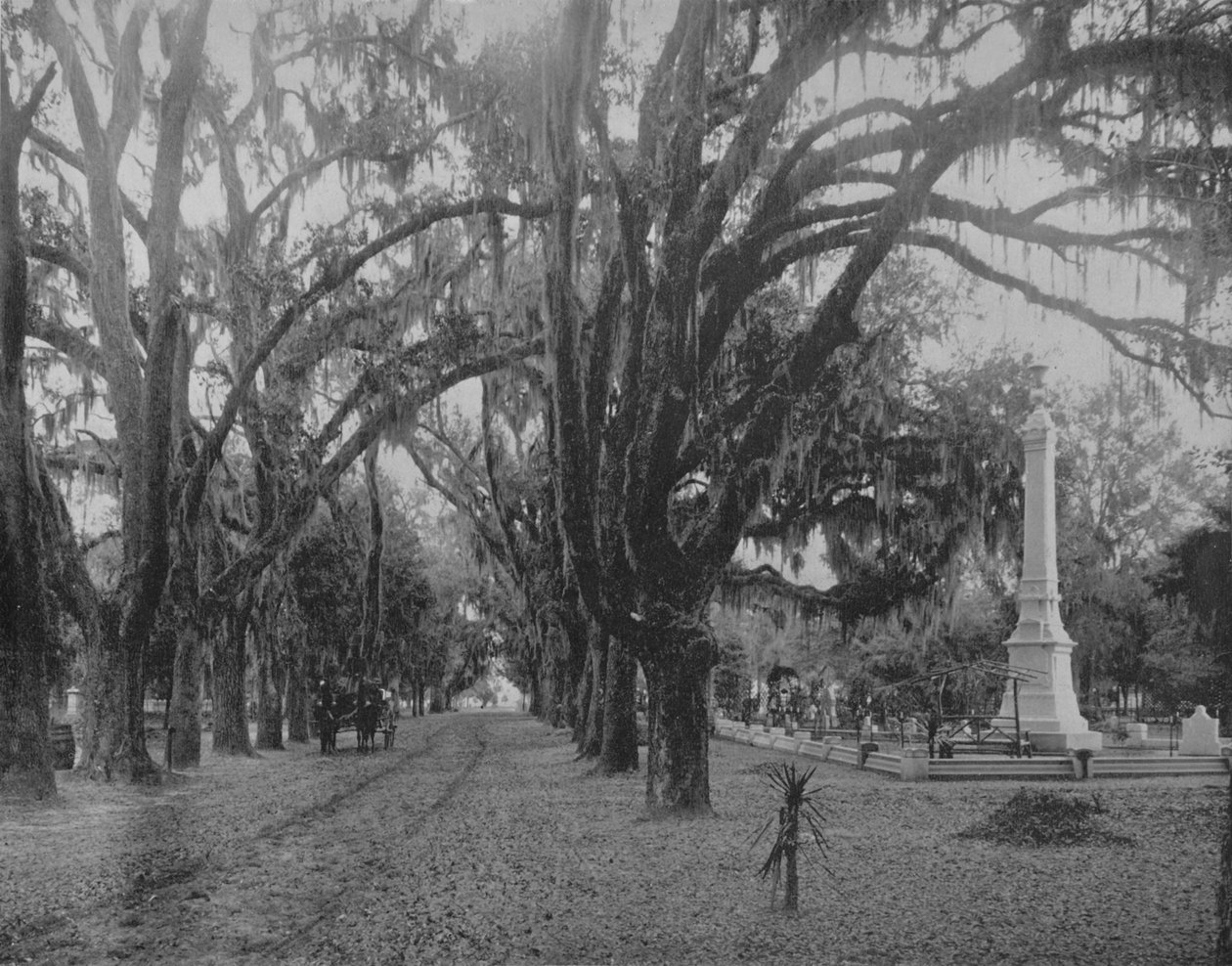 Wiszący mech na Live-Oak, Savannah, Georgia, c1897. autorstwa Unbekannt