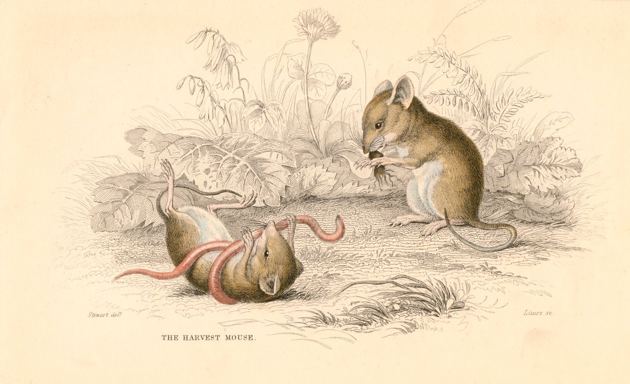 Żniwa mysz Micromys minutus Starego Świata, 1828 autorstwa Unbekannt