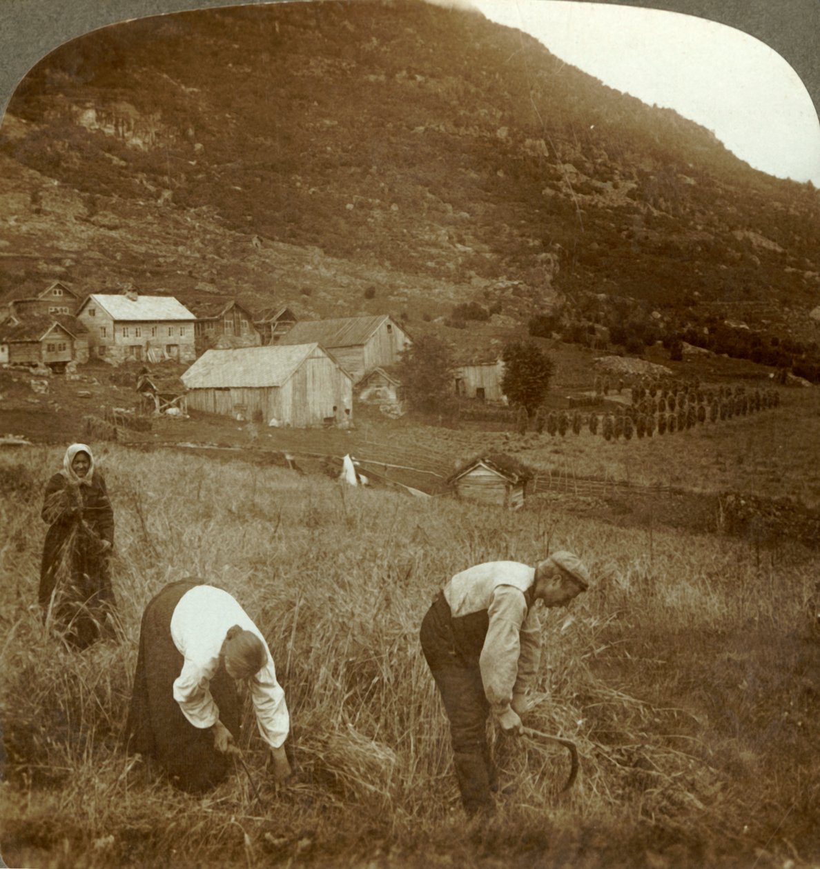 Zbiór jęczmienia na farmie Mindresunde w dolinie niedaleko Olden, Norwegia, ok. 1905. autorstwa Unbekannt