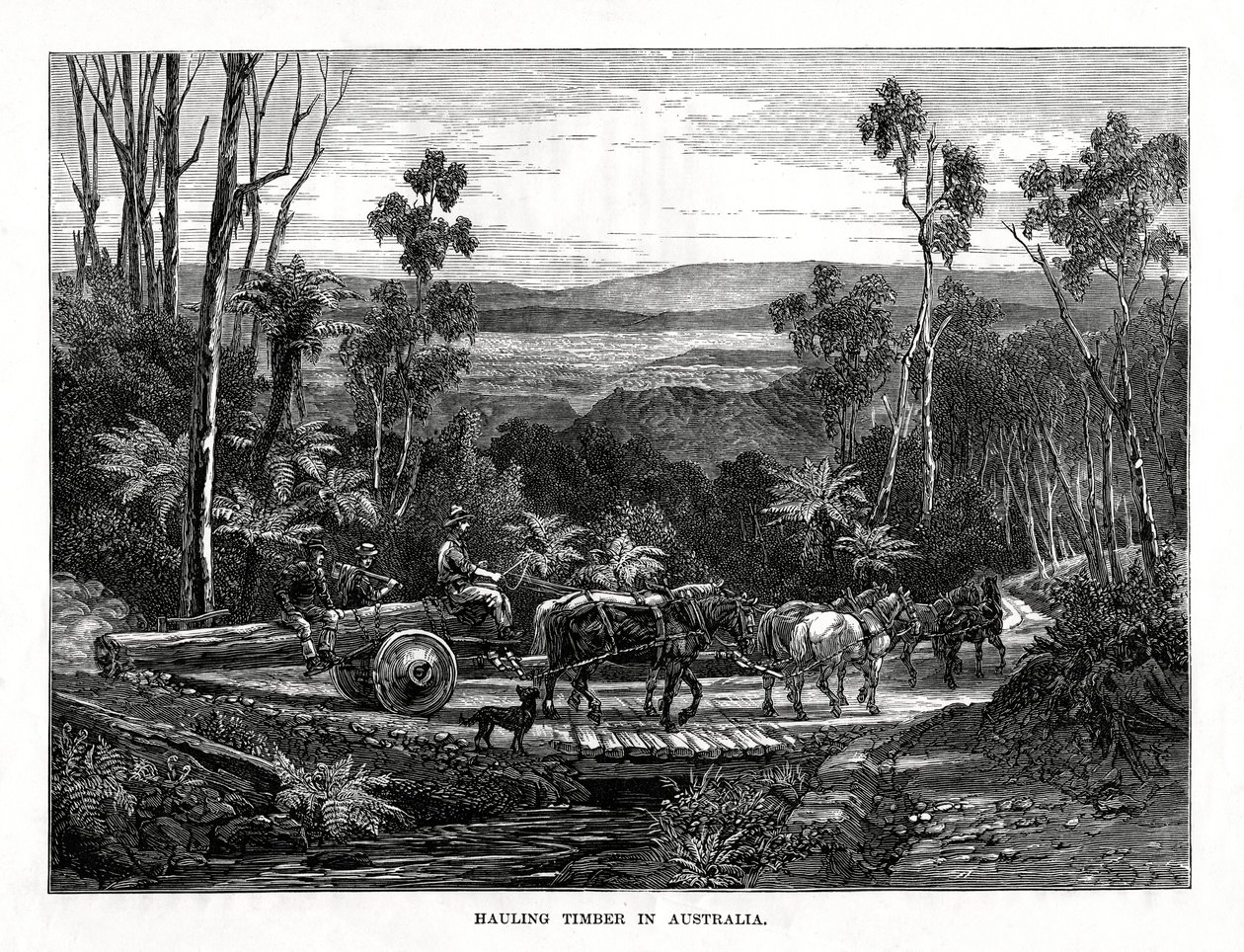 Transport drewna, Australia, 1877 r. autorstwa Unbekannt