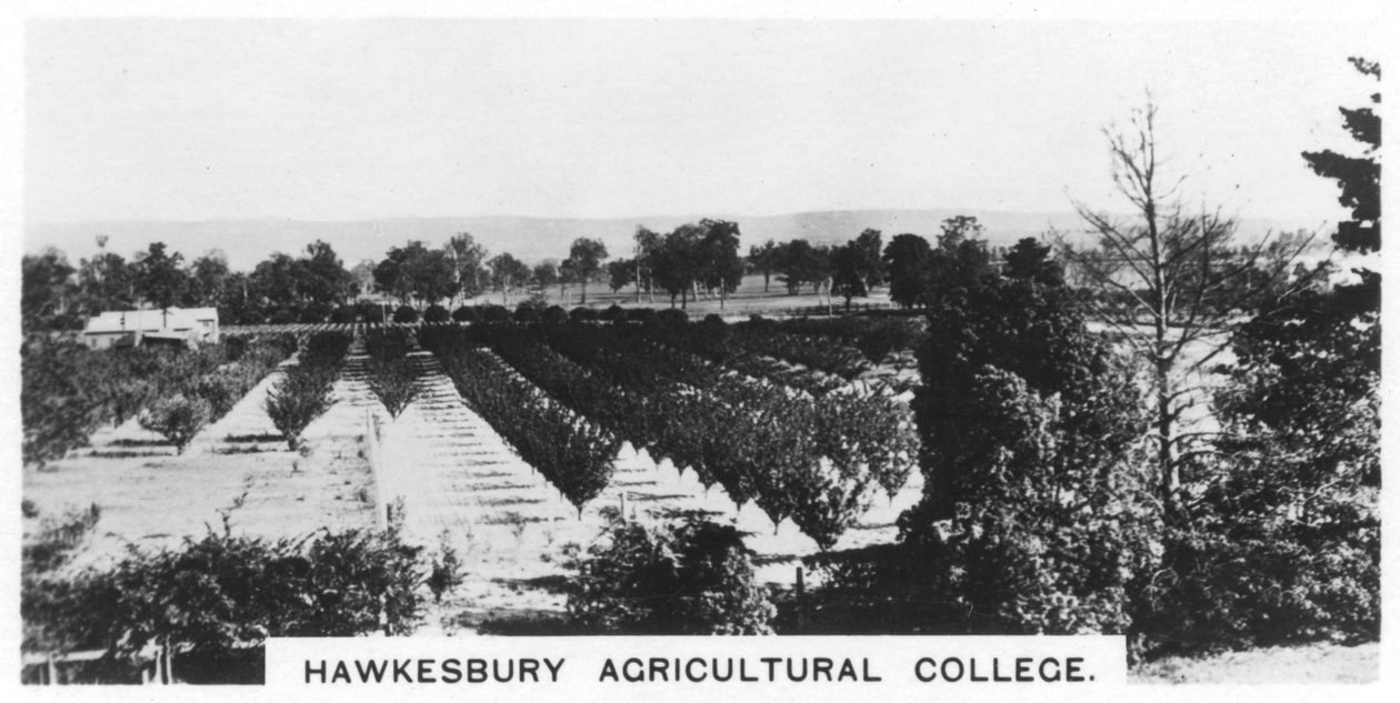 Hawkesbury Agricultural College, Nowa Południowa Walia, Australia, 1928 autorstwa Unbekannt