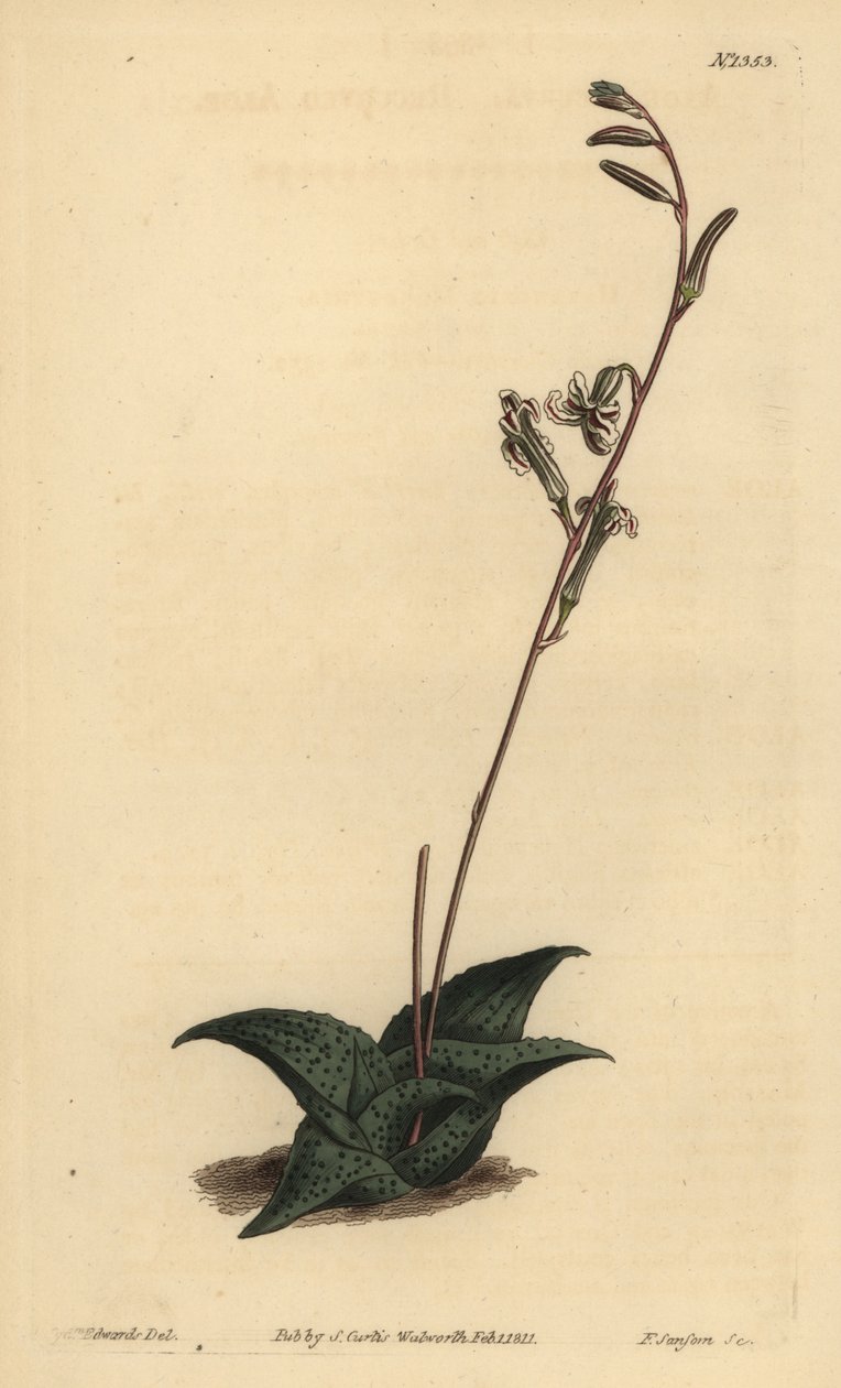 Havarthia venosa (aloes wygięty, aloes wygięty) autorstwa Unbekannt
