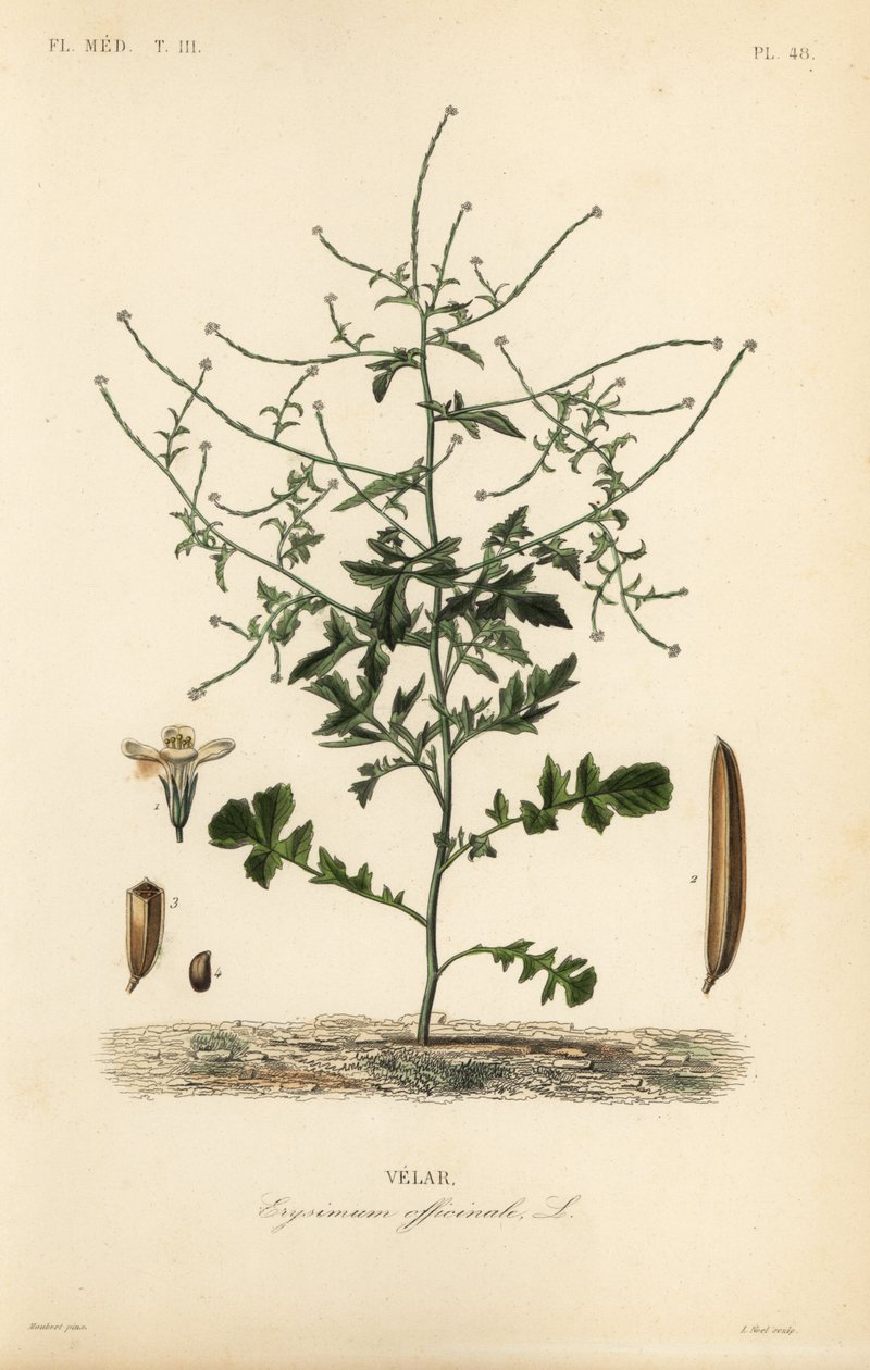 Gorczyca żywopłotowa, Sisymbrium officinale, Erysimum officinale, Velar autorstwa Unbekannt