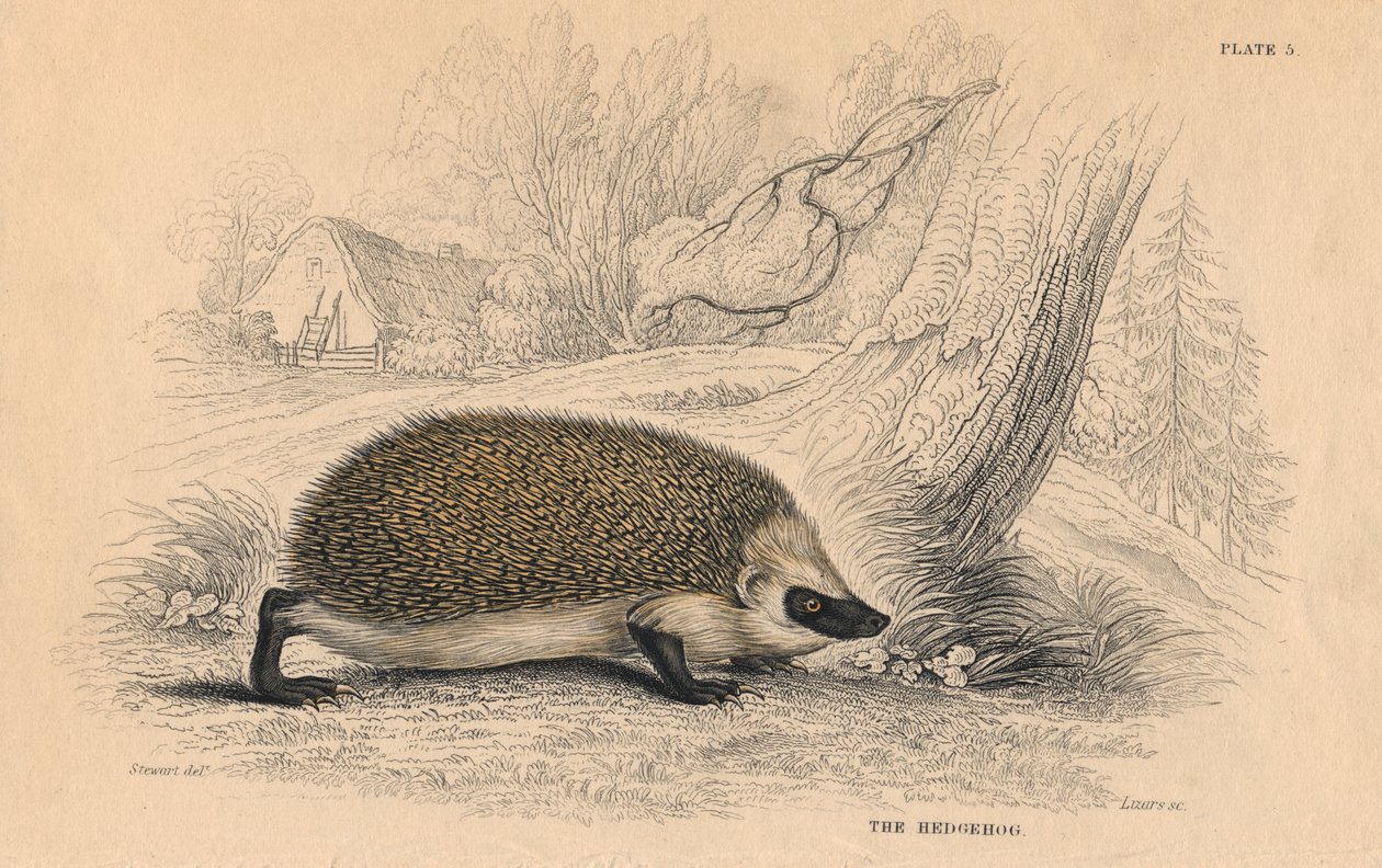 Jeż europejski Erinaceus, 1828 autorstwa Unbekannt