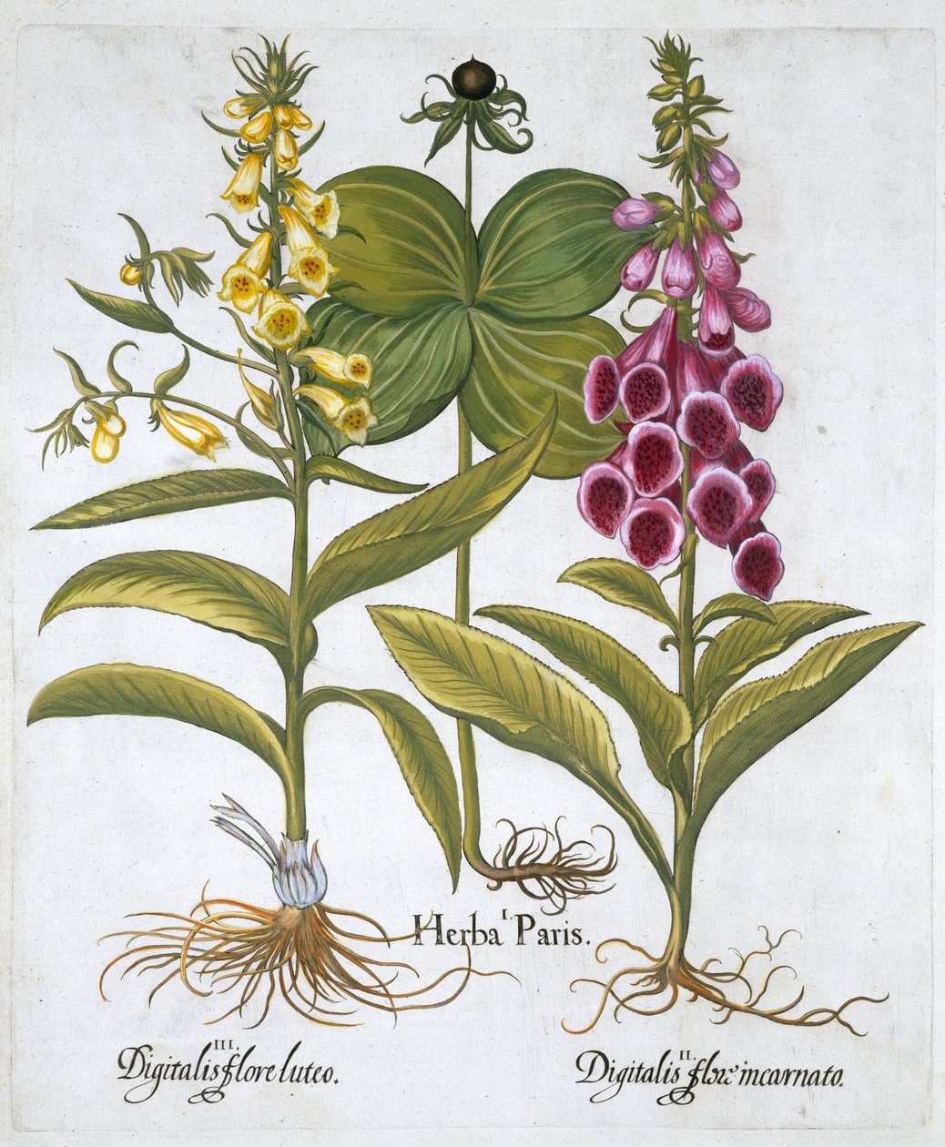 Herb Paris Solanum quadrifolium, naparstnica pospolita Digitalis Purpurea duża żółta naparstnica autorstwa Unbekannt