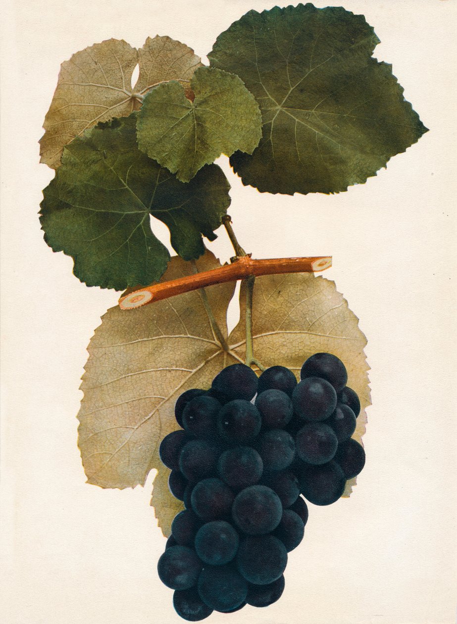 Herberta, 1908. autorstwa Unbekannt