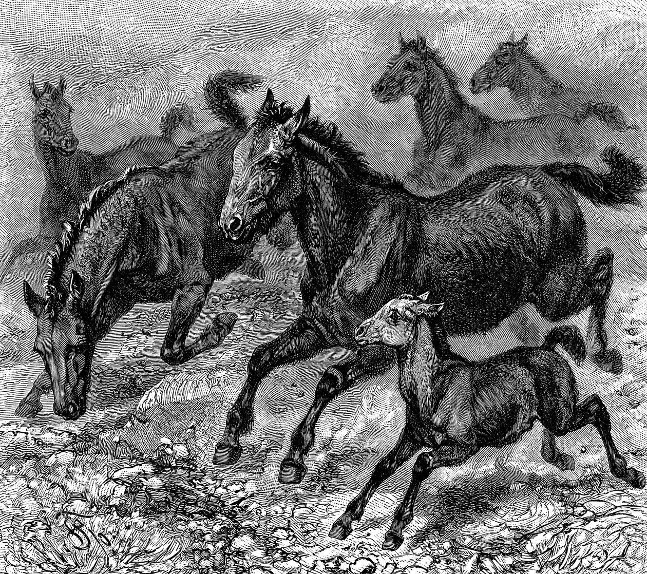 Stado Tarpanów, 1893 autorstwa Unbekannt
