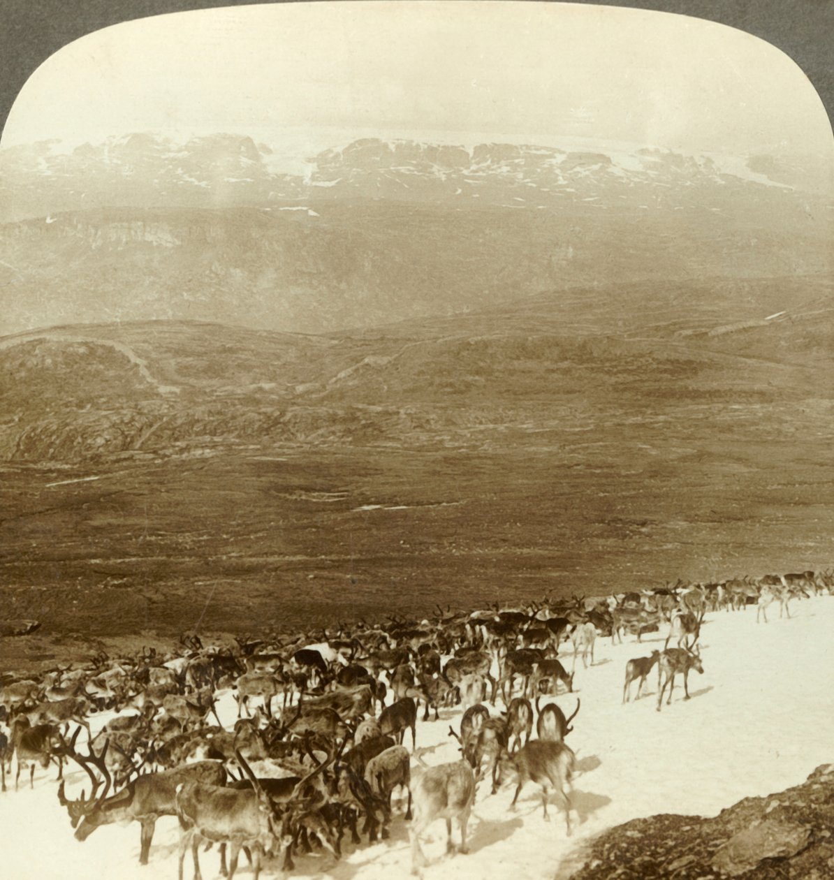 Stado reniferów w północnej dziczy i ośnieżone wzgórza lodowca Hardanger w Norwegii, ok. 1905 r. autorstwa Unbekannt