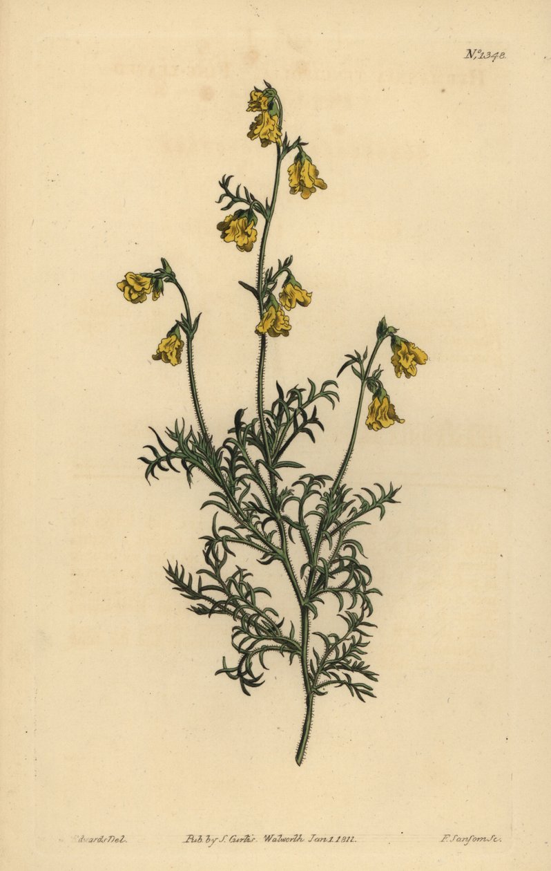 Hermannia confusa (hermannia drobnolistna, Hermannia tenuifolia) autorstwa Unbekannt