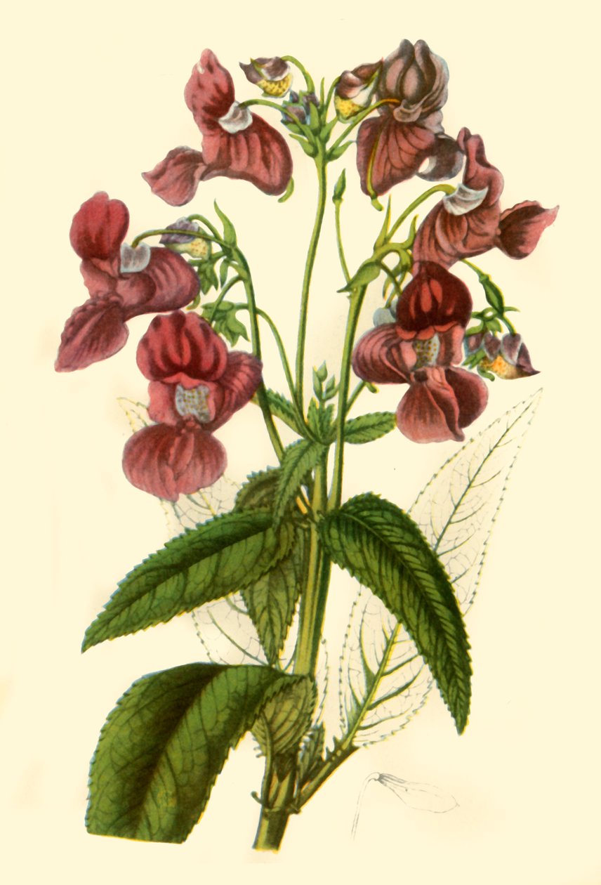 Balsam himalajski: Impatiens Glandulifera, 1840, 1944. autorstwa Unbekannt