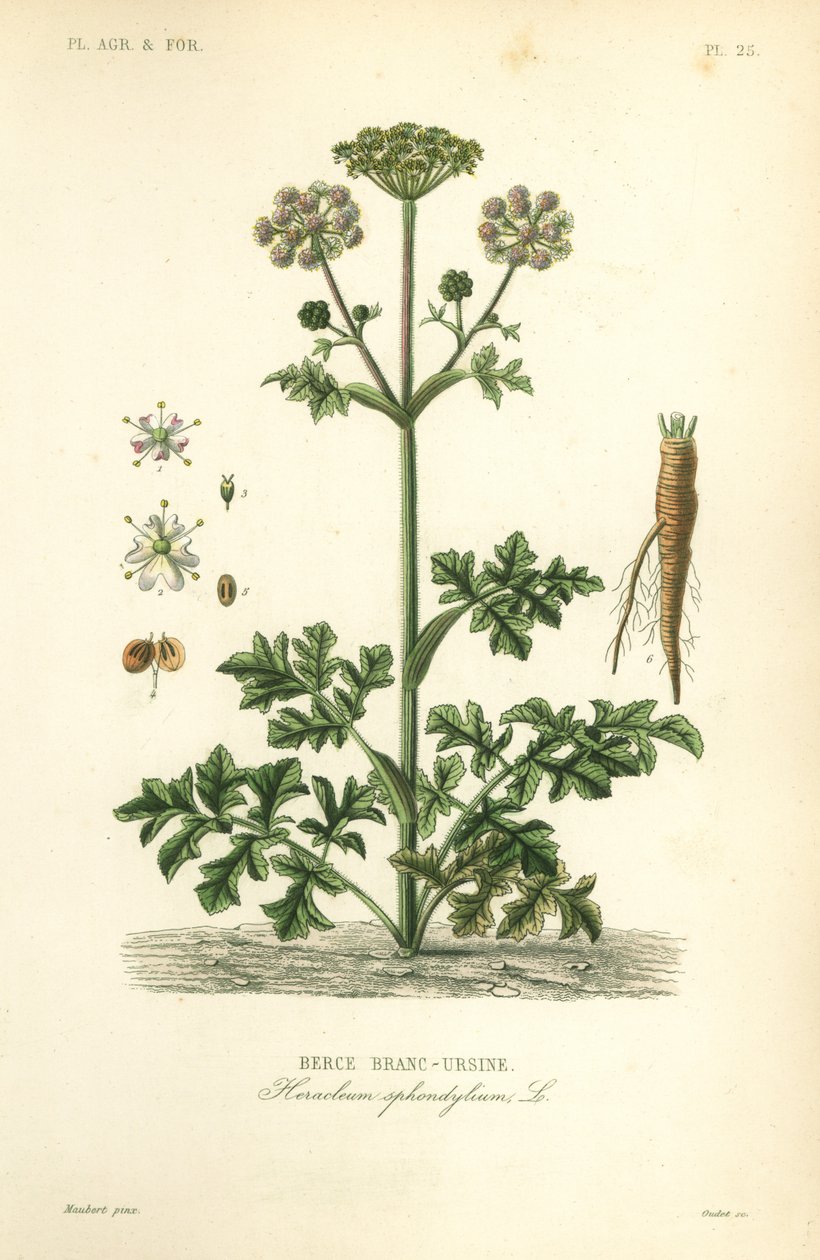 Barszcz zwyczajny lub pasternak zwyczajny, Heracleum sphondylium, berce branc-ursine autorstwa Unbekannt