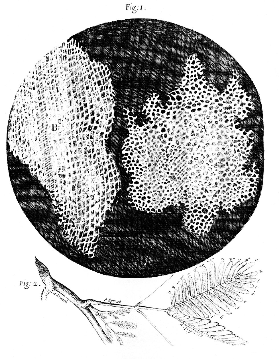 Obserwacje Hookesa struktury komórkowej korka i gałązki Sensitive Plant, 1665 autorstwa Unbekannt