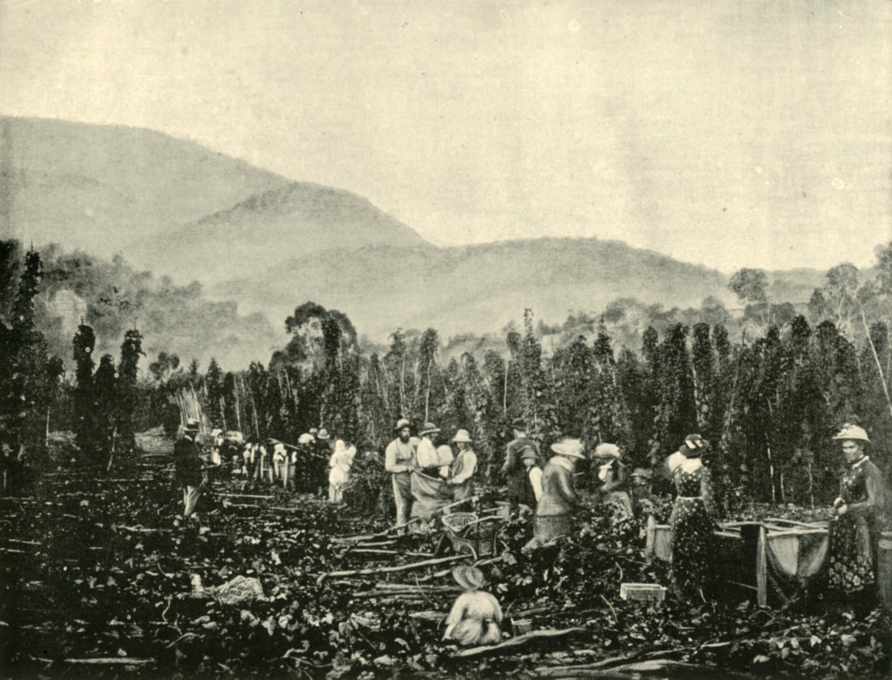 Zbieranie chmielu na Tasmanii, 1901. autorstwa Unbekannt