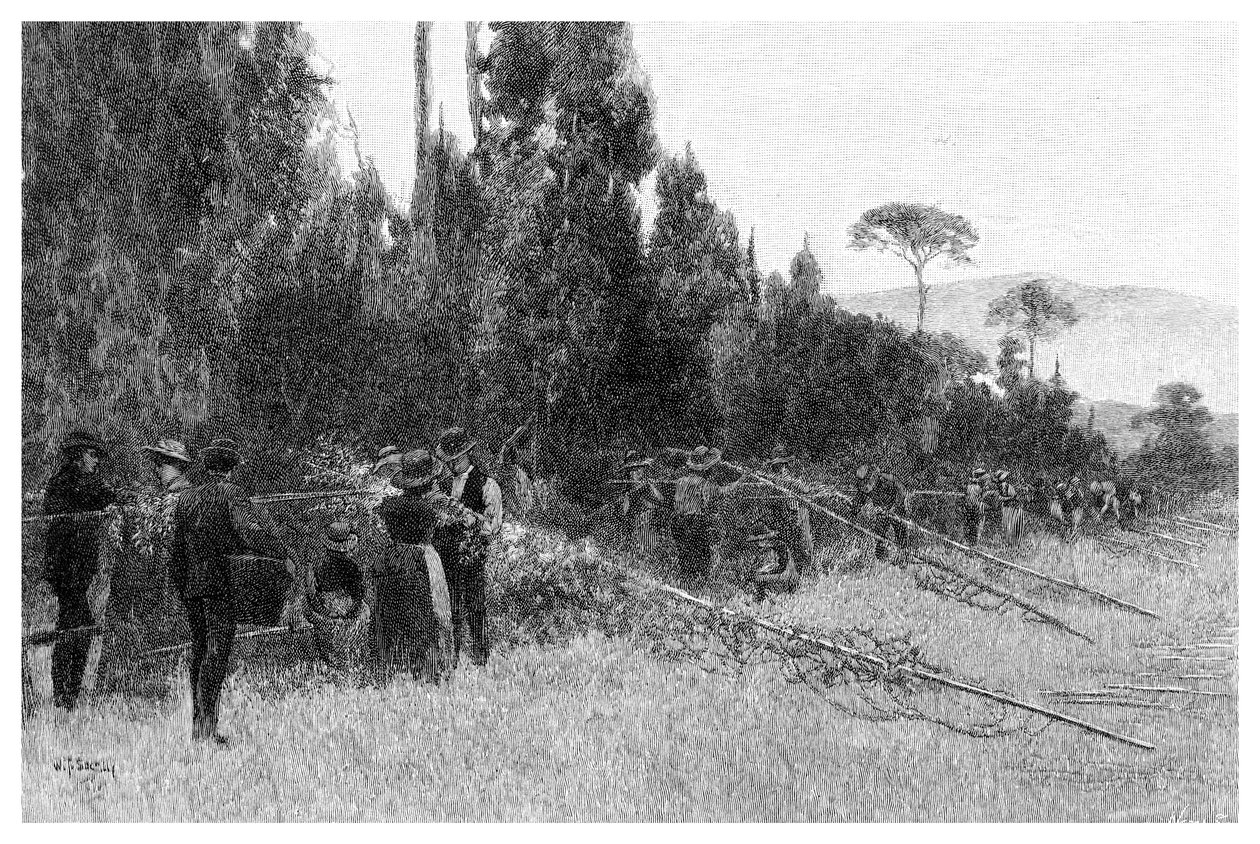 Zbieranie chmielu w pobliżu Bairnsdale, Australia, 1886 r. autorstwa Unbekannt