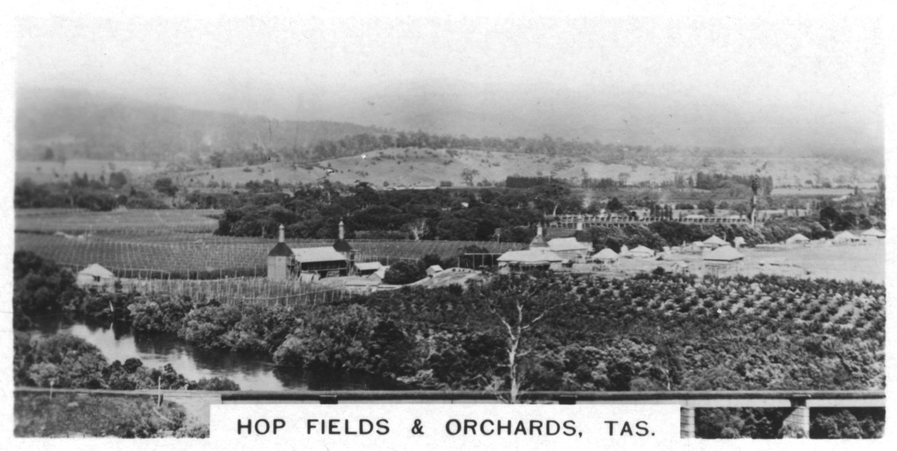 Pola i sady chmielowe, Tasmania, Australia, 1928 autorstwa Unbekannt