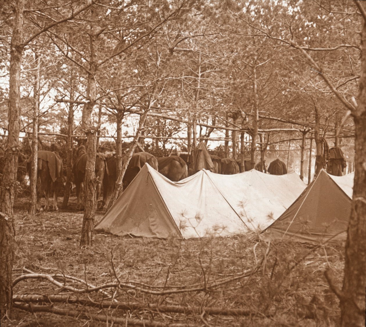 Kęs dla koni, Suippes, północna Francja, c1914-c1918 autorstwa Unbekannt