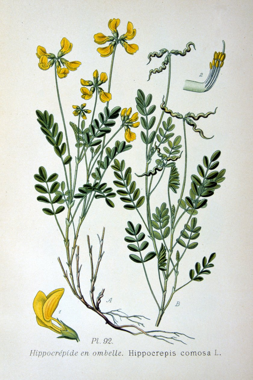 Wyka podkowa, 1893 autorstwa Unbekannt