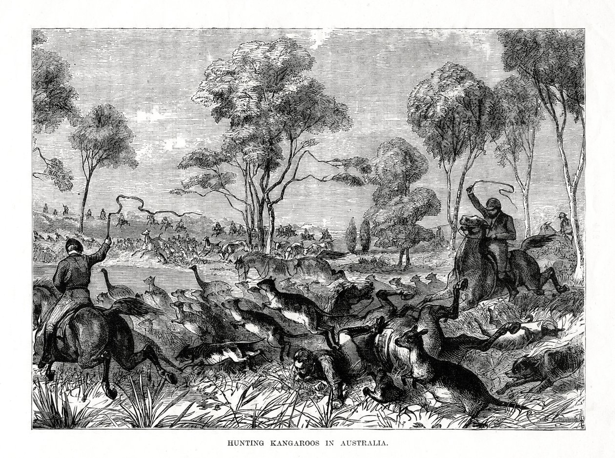 Polowanie na kangury, Australia, 1877 r. autorstwa Unbekannt