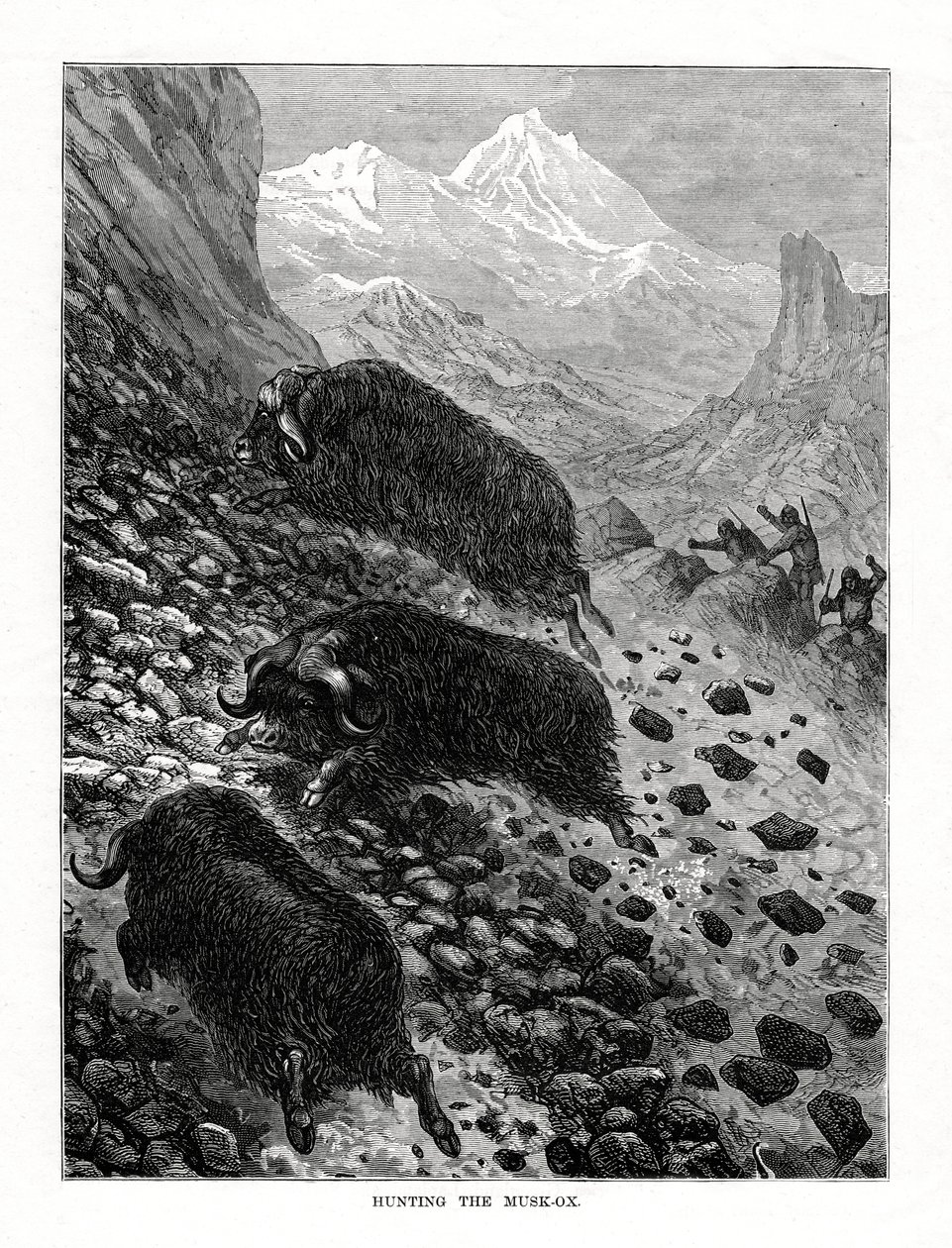 Polowanie na wół piżmowy, 1877 autorstwa Unbekannt
