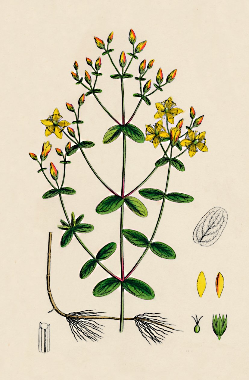 Hypericum Boeticum. Dziurawiec o liściach falistych, XIX w. autorstwa Unbekannt