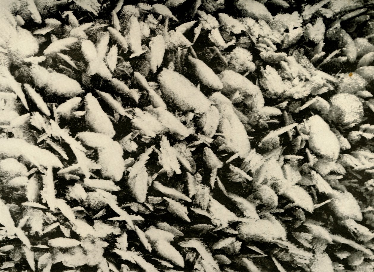 Kryształy lodu na dachu ganku chaty, c1908, 1909 autorstwa Unbekannt