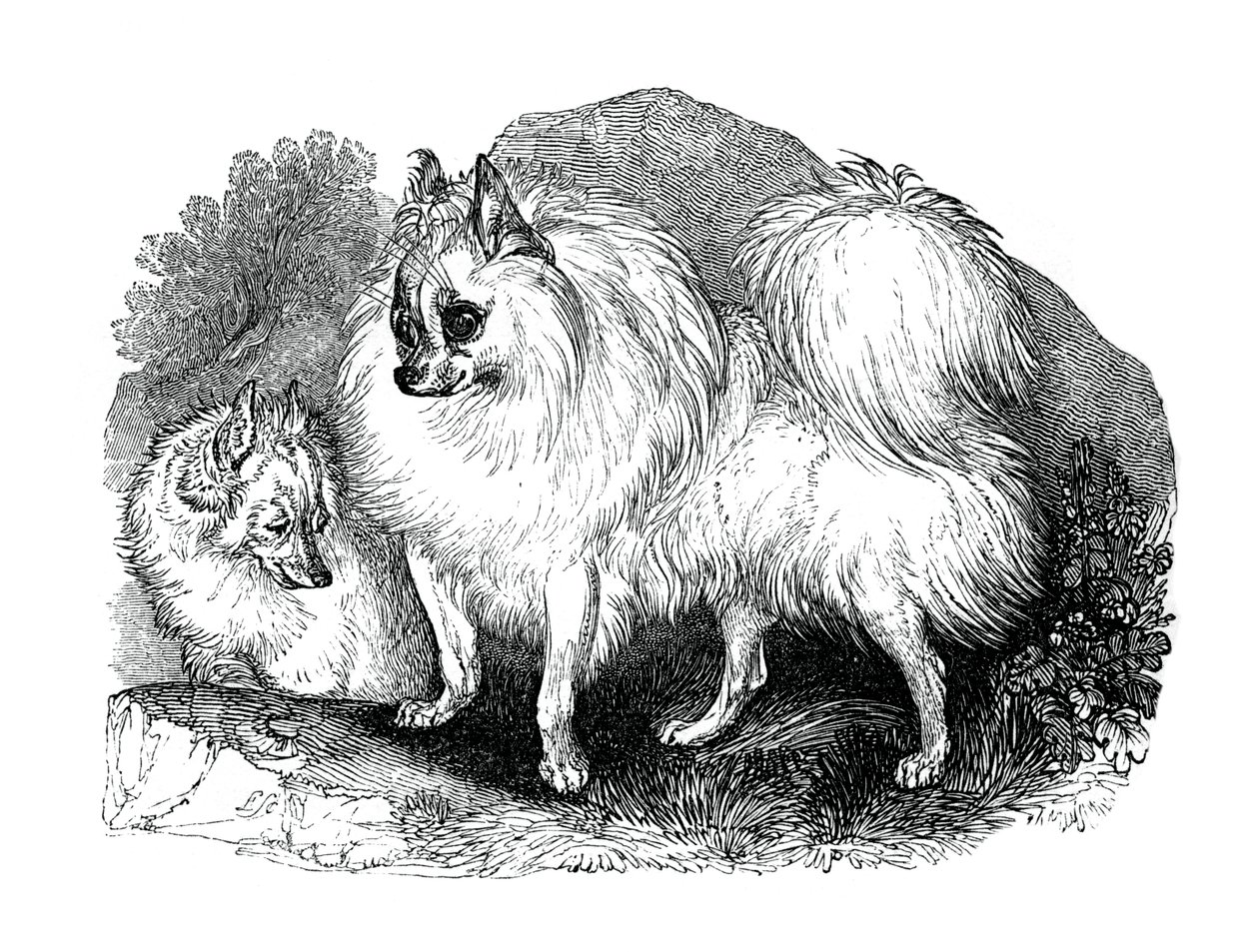 Pies Islandii, 1848 autorstwa Unbekannt
