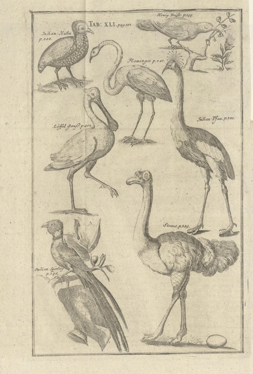 Illustrasjon hentet fra boken Opis Vorgbürges des Guten Hope i ich Hottentots av Kolb, Peter i utgitt av bey Peter Conrad Monath (de, 1745) autorstwa Unbekannt