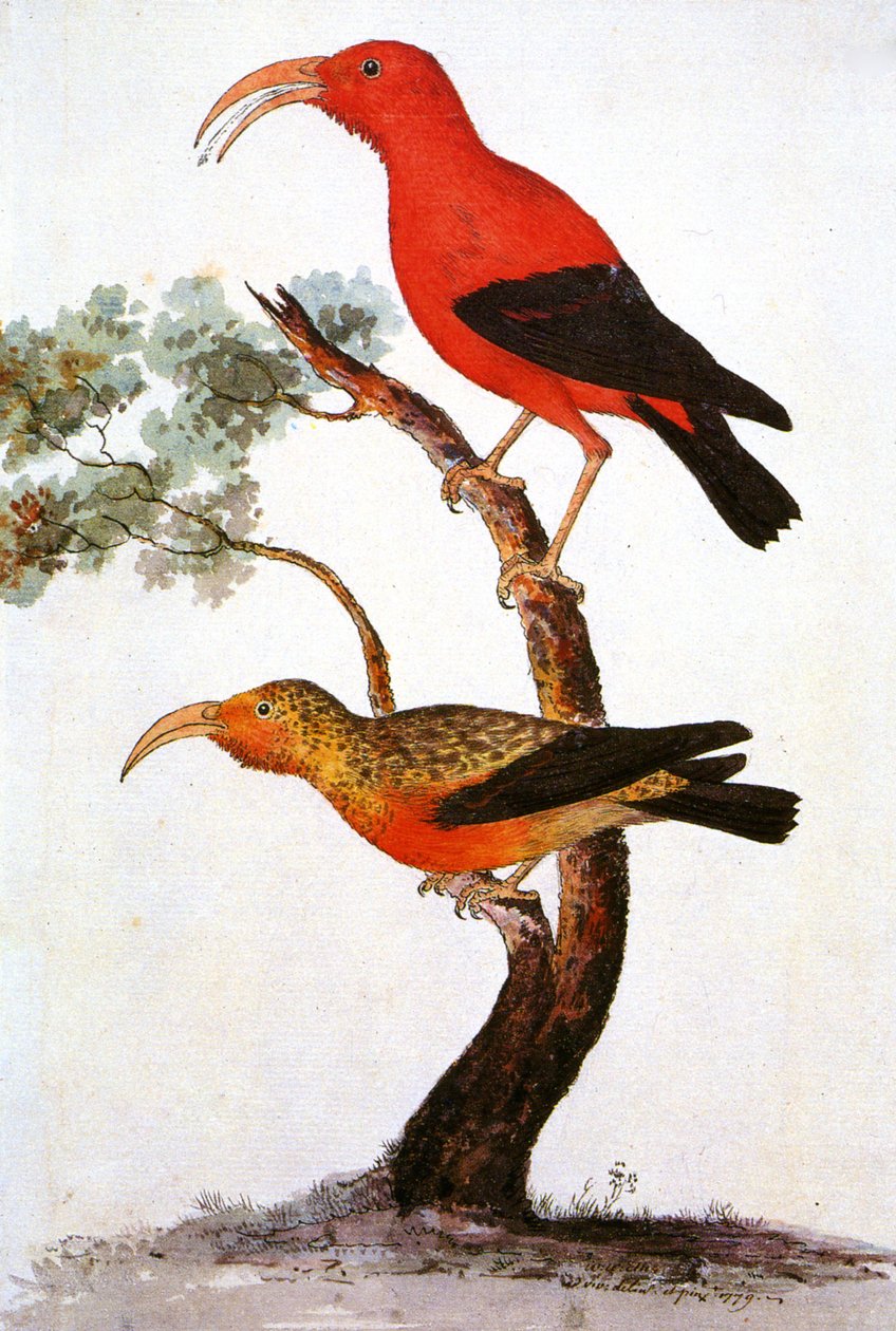 Ilustracja/Iiwi/Iwi/Scarlet honeycreeper/Scarlet Hawaiian Honeycreeper autorstwa Unbekannt