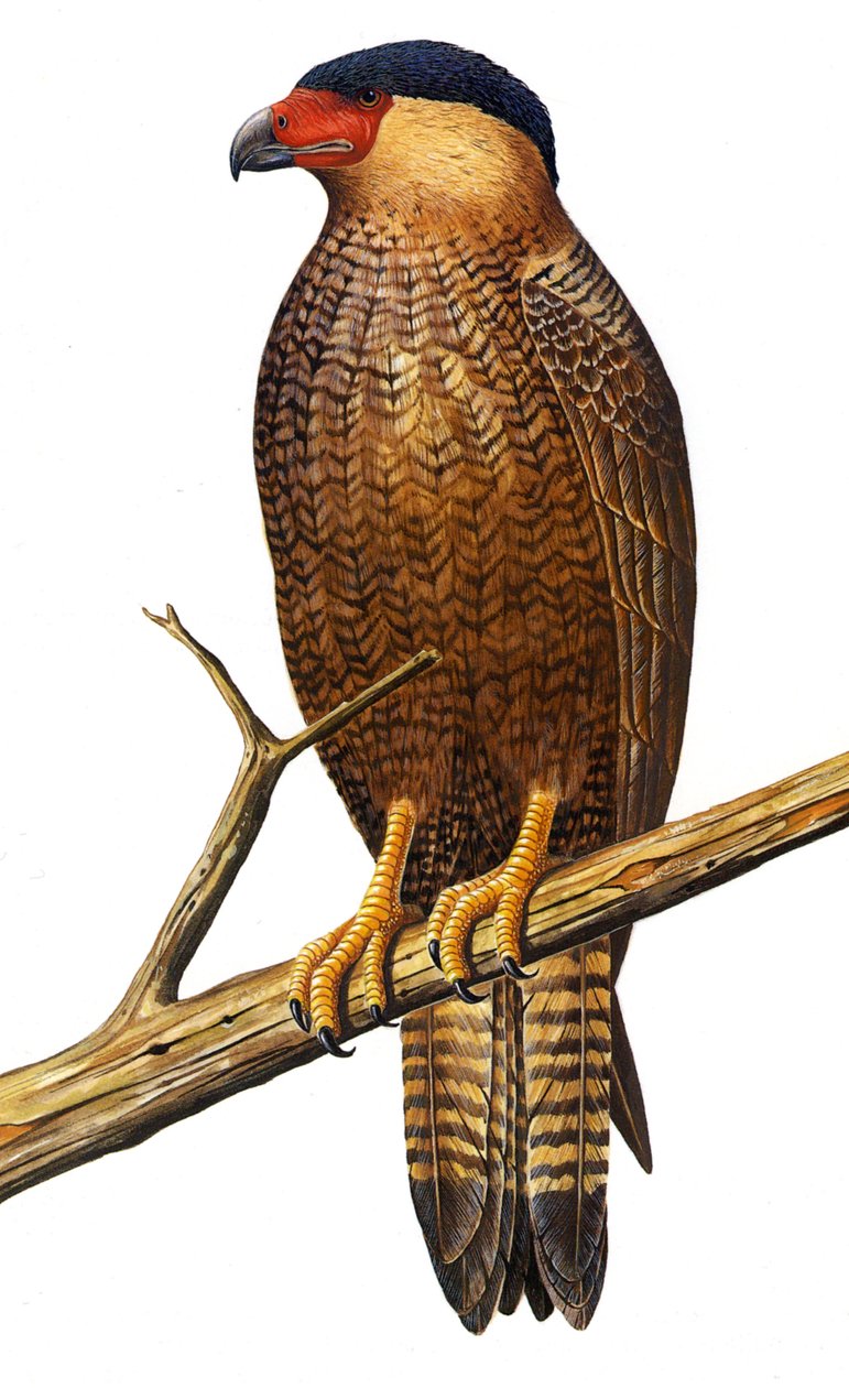 Ilustracja/Polyborus lutosus/Quelili/Caracara de Guadalupe/Guadalupe Caracara autorstwa Unbekannt