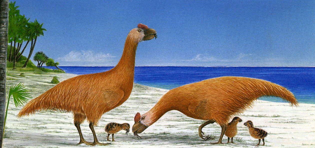 Ilustracja/Sylviornis neocaledoniae autorstwa Unbekannt