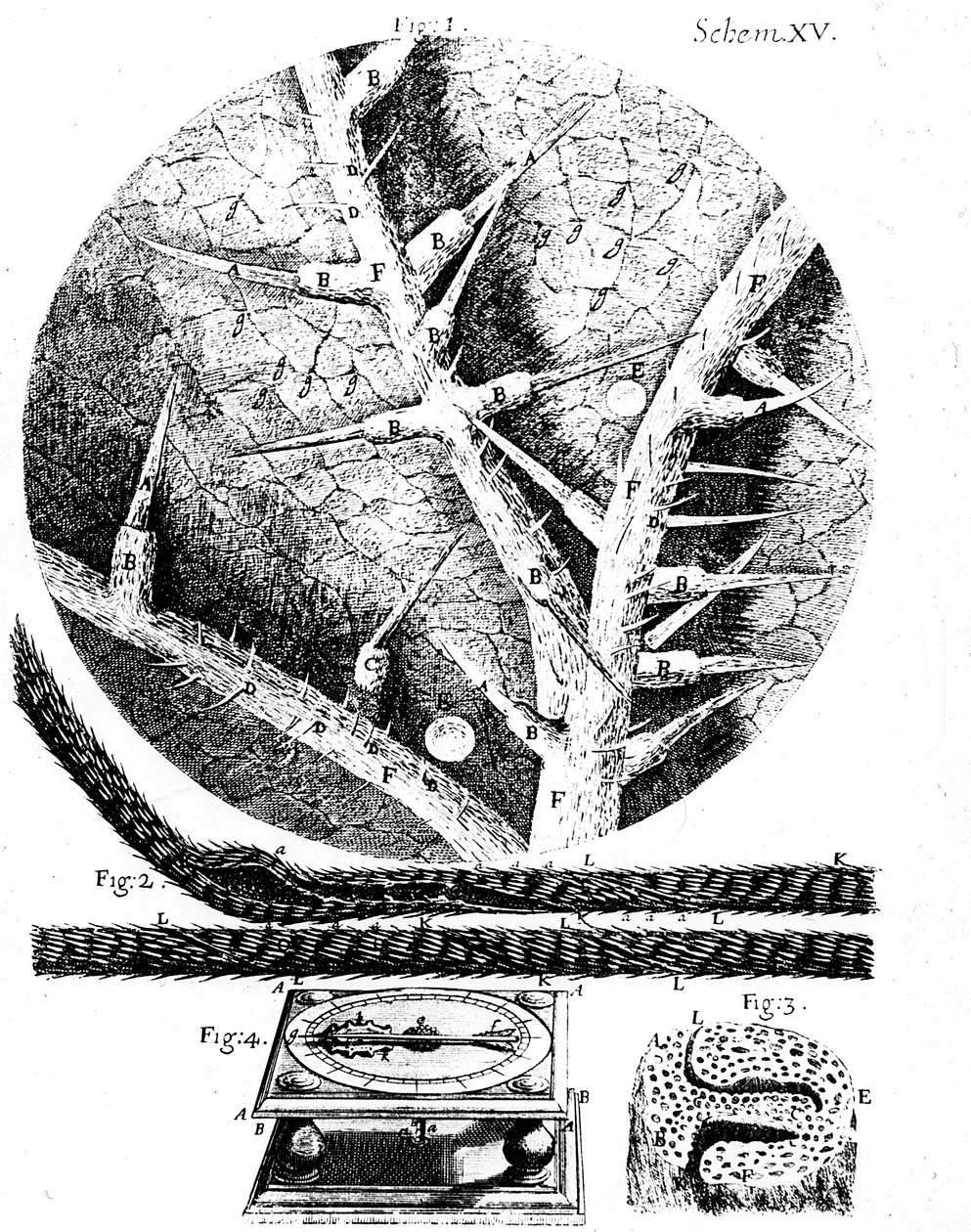 Ilustracje od angielskiego mikroskopisty Roberta Hookesa Micrographia, 1665 autorstwa Unbekannt