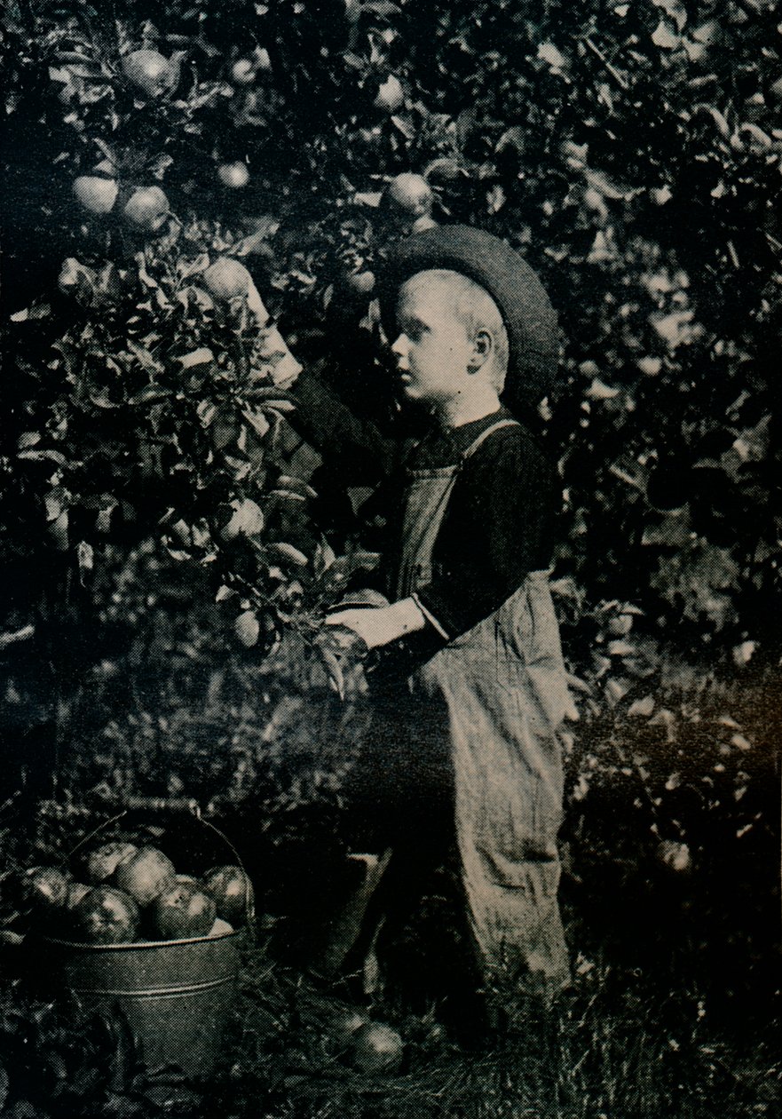 W jednym z owocnych sadów Ontario, ok. 1934 autorstwa Unbekannt