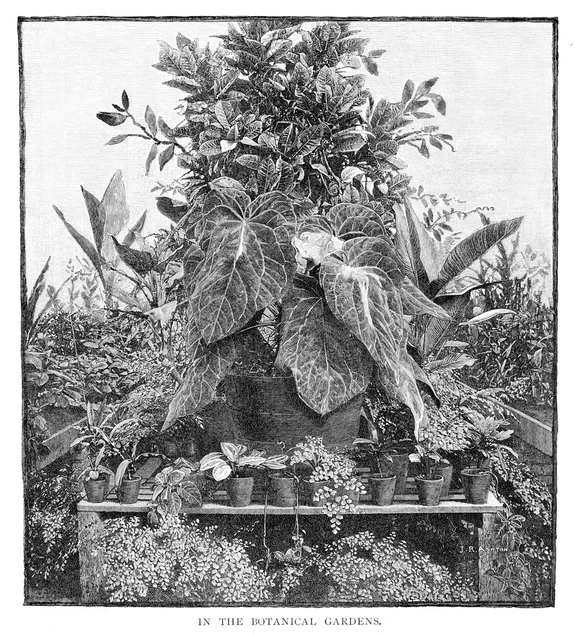 W Ogrodzie Botanicznym, 1886 autorstwa Unbekannt