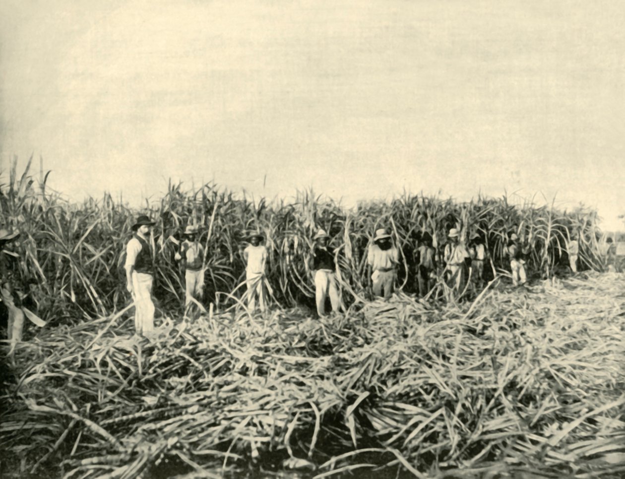 Na plantacji cukru w Queensland, 1901. autorstwa Unbekannt