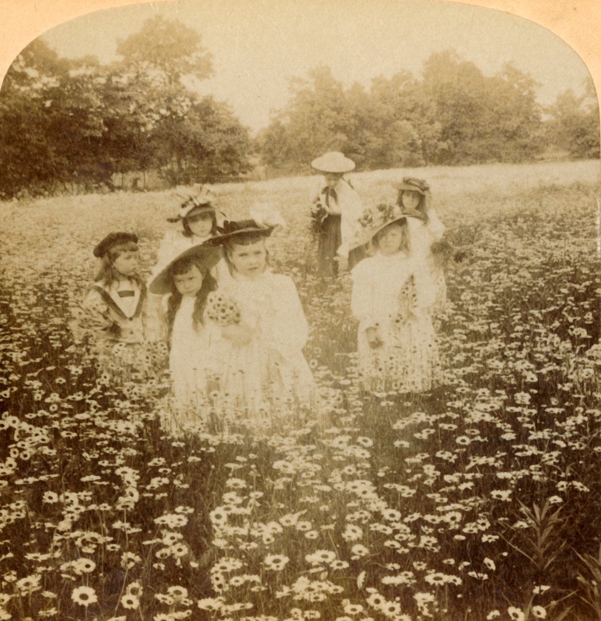 Na polu Daisy: Sweet Flowret z wiejskiej polany, 1896. autorstwa Unbekannt