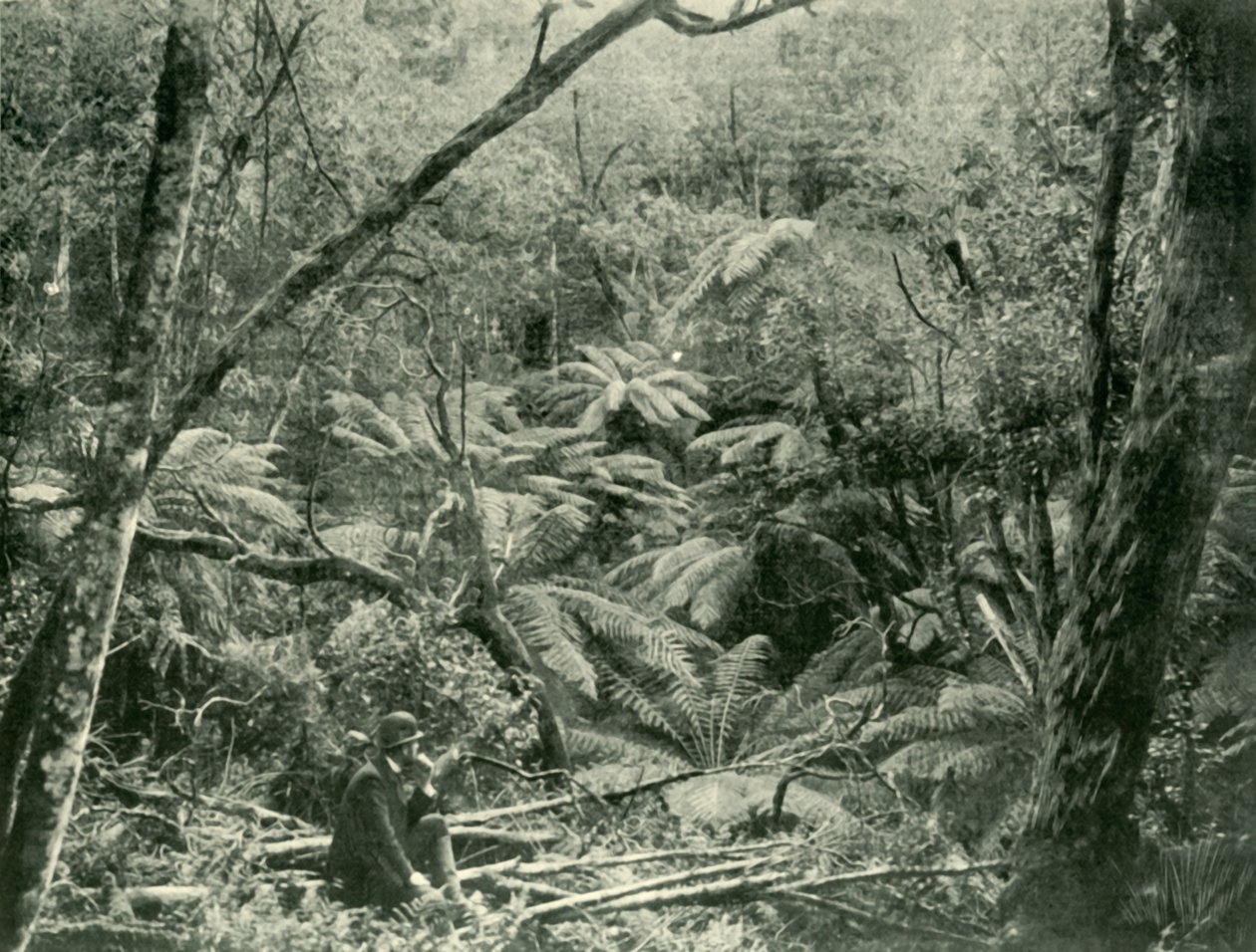 W pasmach Dandenong, 1901. autorstwa Unbekannt
