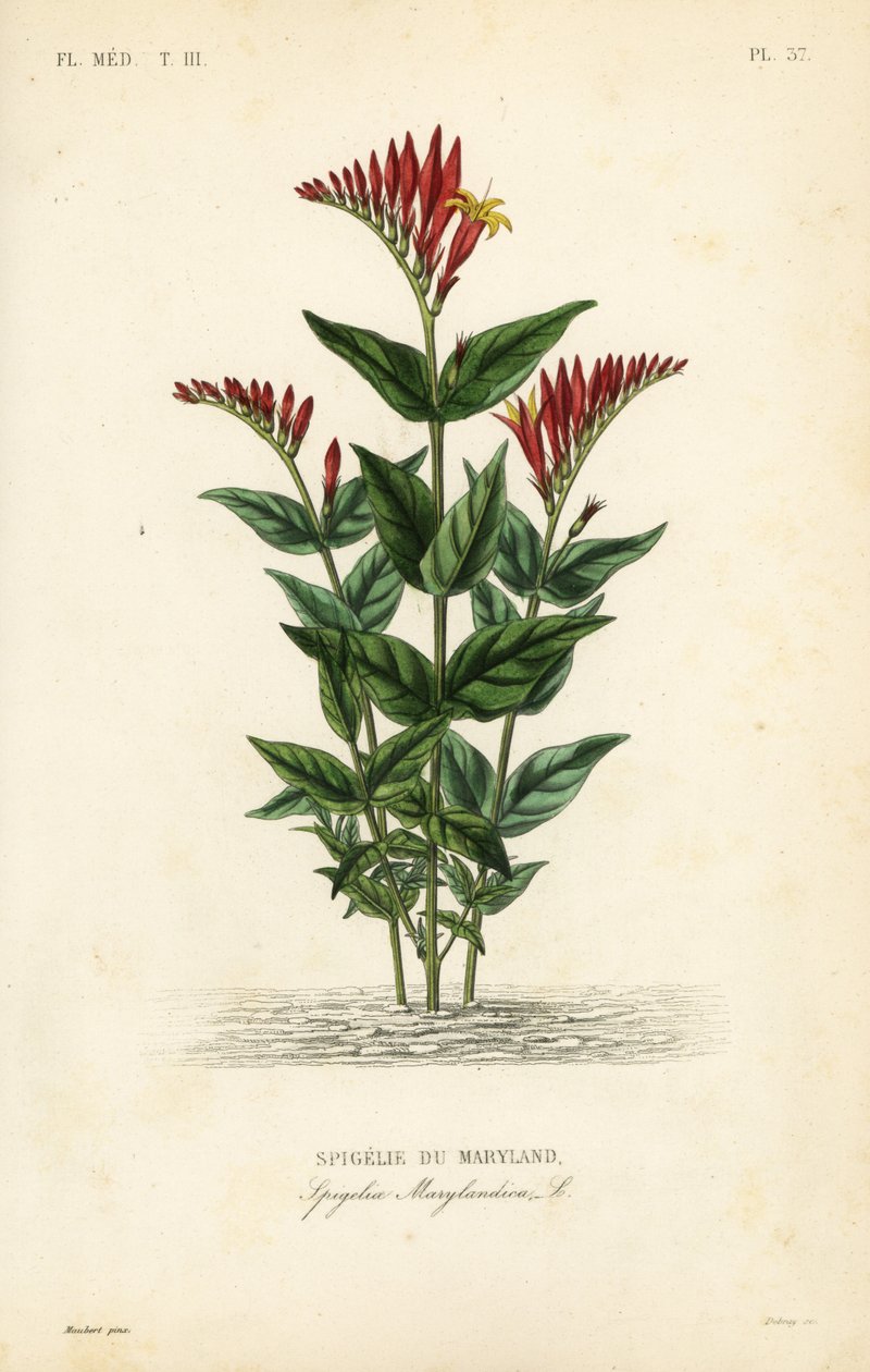 Indyjski różowy lub leśny pinkroot, Spigelia marilandica, Spigelia marylandica, Spigelie du Maryland autorstwa Unbekannt